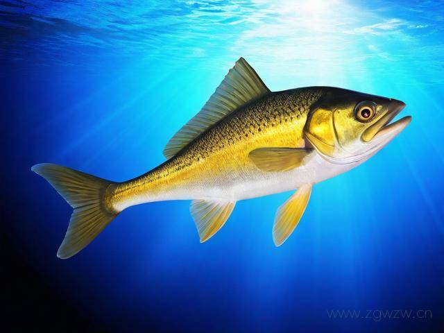 怎么制作qq钓鱼网站,怎么制作钓鱼网站链接