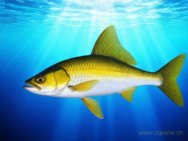 怎么制作qq钓鱼网站,怎么制作钓鱼网站链接