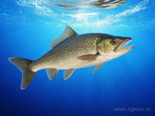 打鱼网站怎么做,网上打鱼平台怎么制作